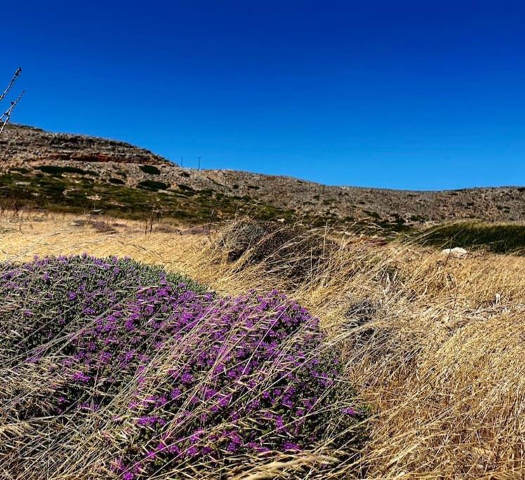Kalithea Studio 1 Palekastro Dış mekan fotoğraf